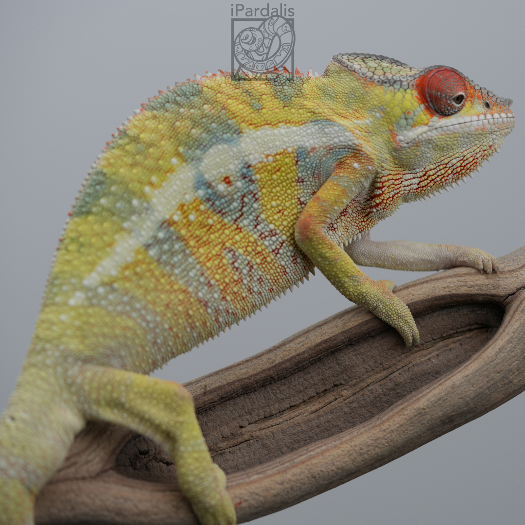 Panther Chameleon for sale: M3 - Dehibe x Pepita SOLD OUT