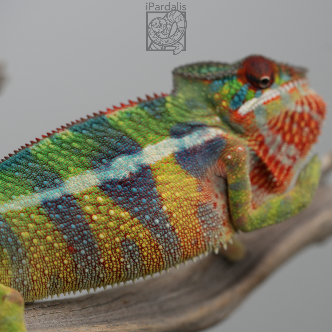 Panther Chameleon for sale: M4 - Dehibe x Pepita ($549 plus shipping)