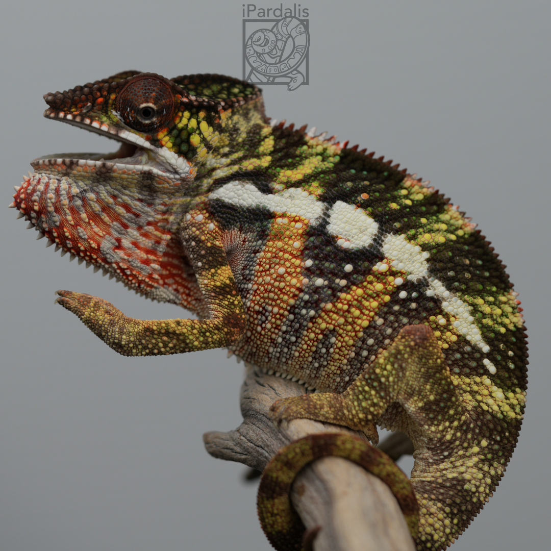 Panther Chameleon for sale: M5 - Dehibe x Pepita ($549 plus shipping)