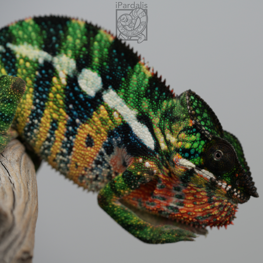 Panther Chameleon for sale: M5 - Dehibe x Pepita SOLD OUT