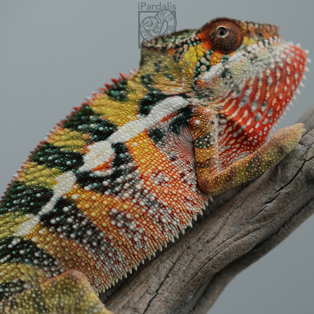 Panther Chameleon for sale: M6 - Dehibe x Pepita ($599 plus shipping)