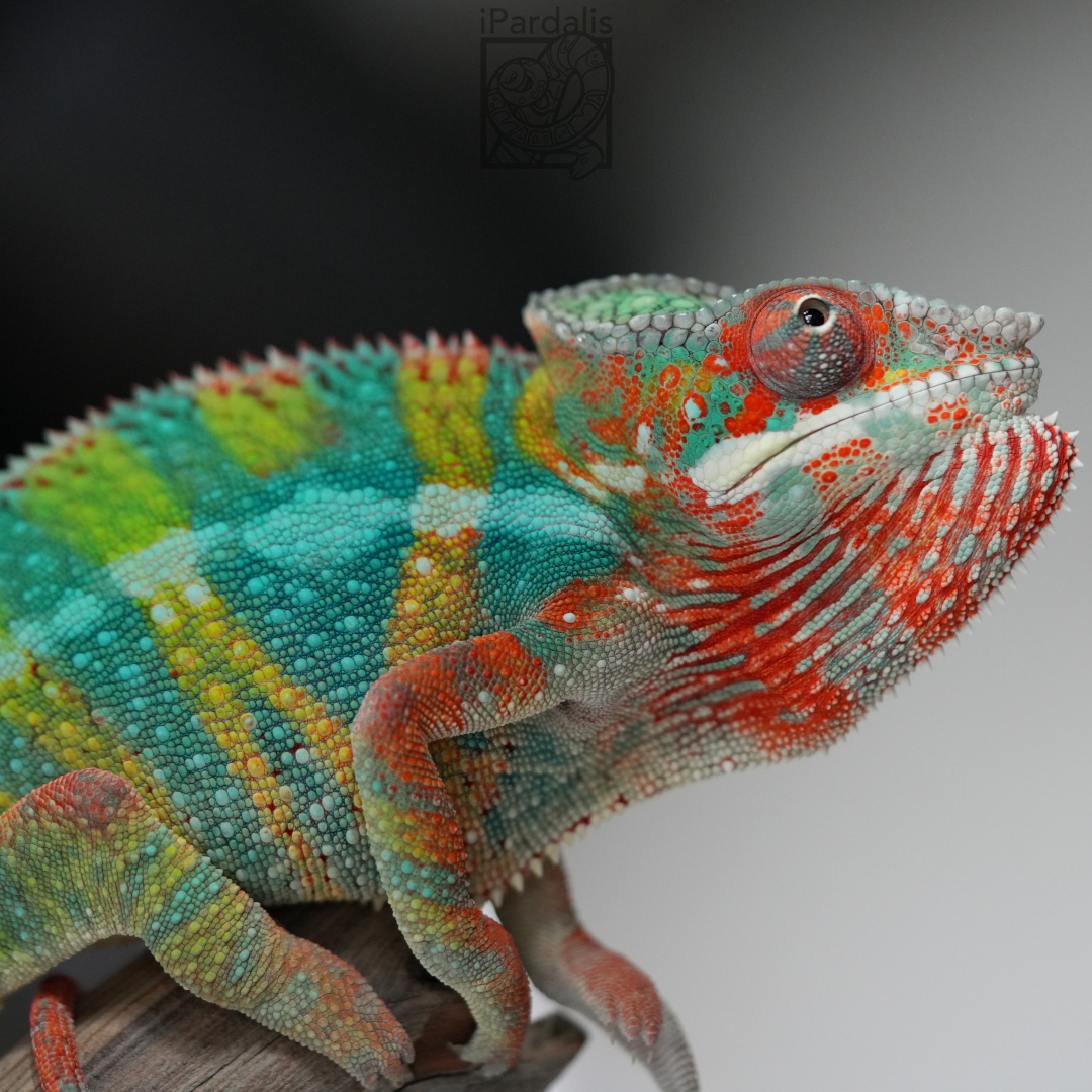 Panther Chameleon for sale: M1 - Zor x Sugar ($599 plus shipping)