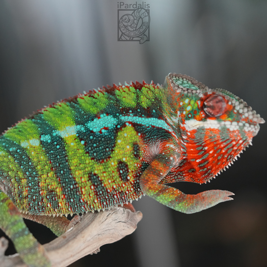 Panther Chameleon for sale: M2 - Zor x Sugar ($549 plus shipping)