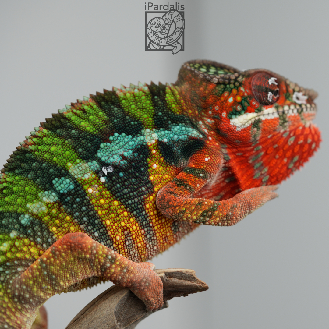 Panther Chameleon for sale: M3 - Zor x Sugar SOLD OUT