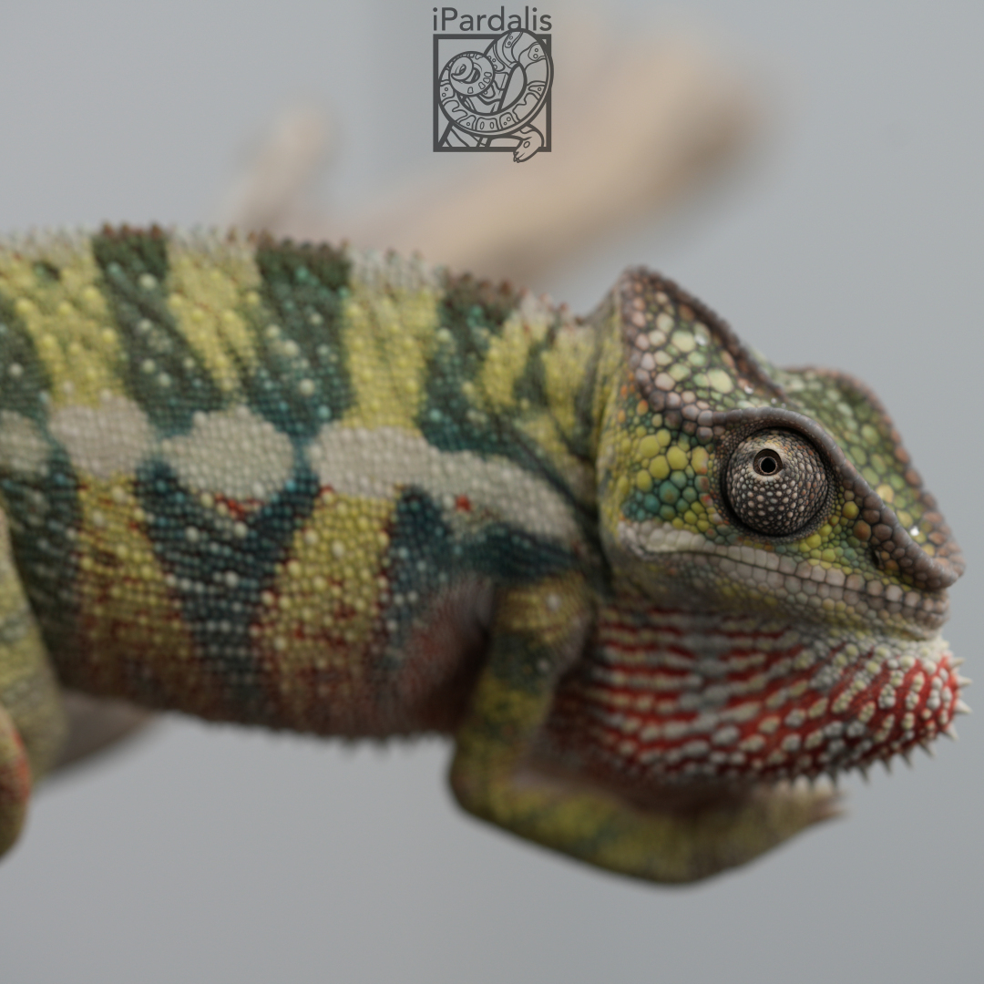 Panther Chameleon for sale: M2 - Haiyang x Cadi SOLD OUT