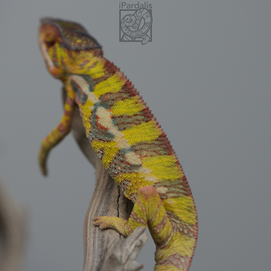 Panther Chameleon for sale: M2 - Haiyang x Jean SOLD OUT