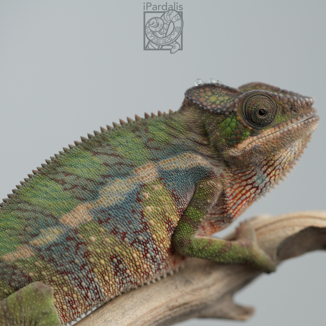 Panther Chameleon for sale: M3 - Haiyang x Jean ($749 plus shipping)