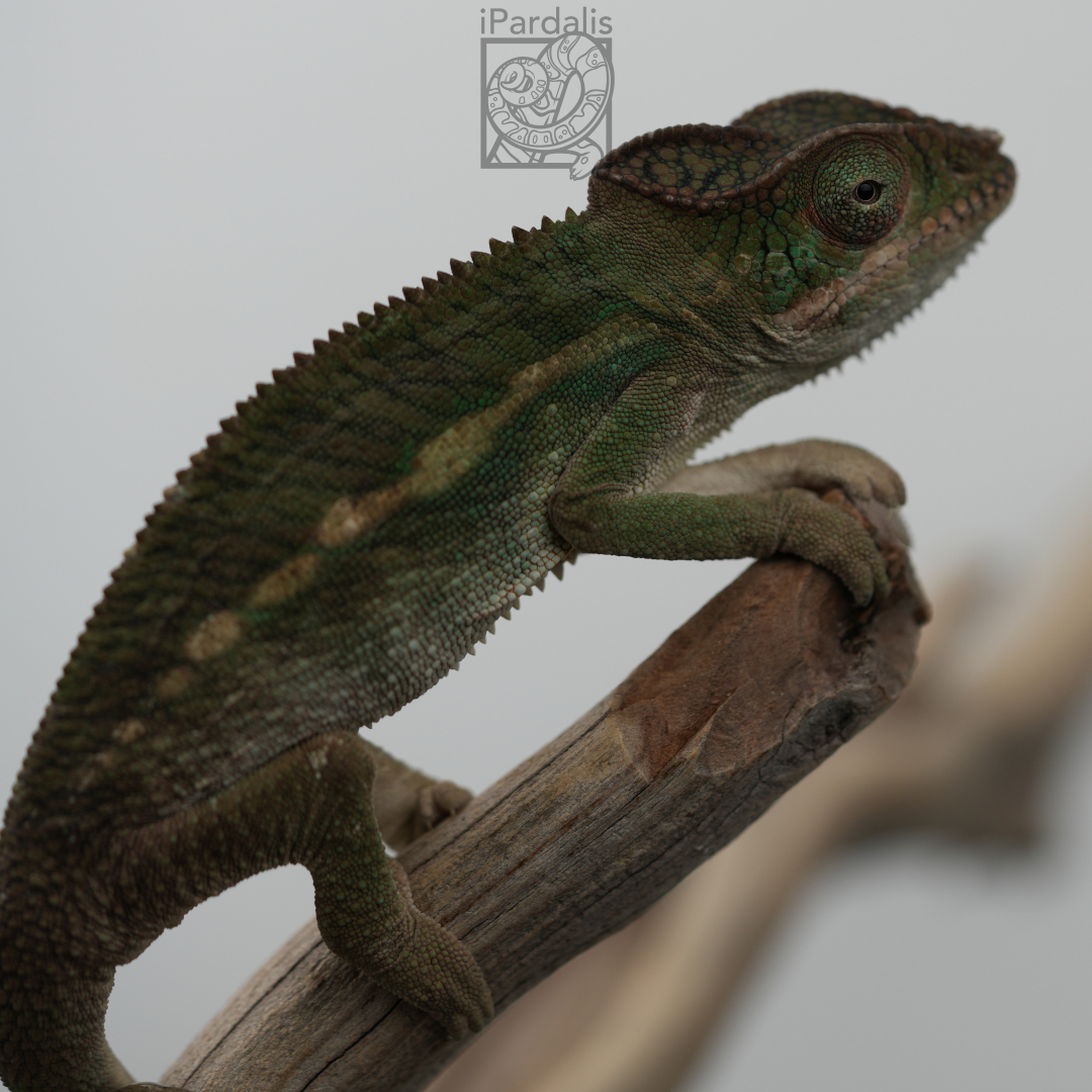 Panther Chameleon for sale: M1 - Papamavo x Lamba SOLD OUT