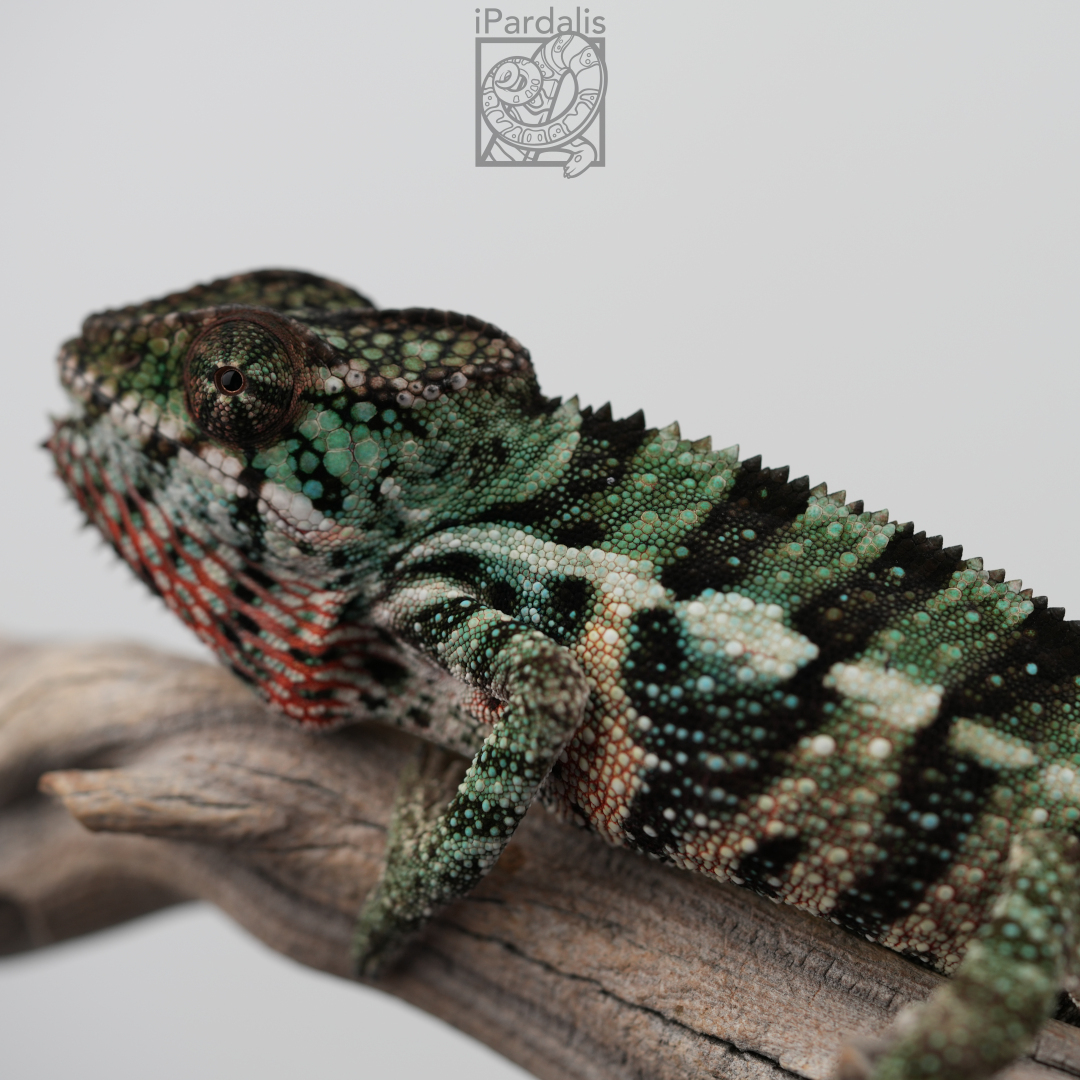 Panther Chameleon for sale: M2 - Papamavo x Lamba SOLD OUT