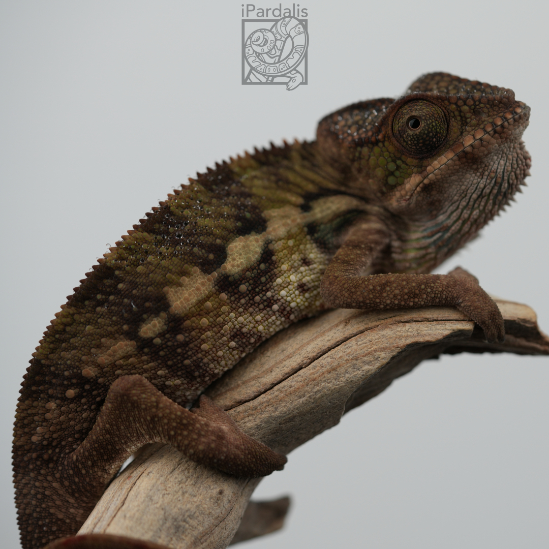 Panther Chameleon for sale: M3 - Papamavo x Lamba SOLD OUT