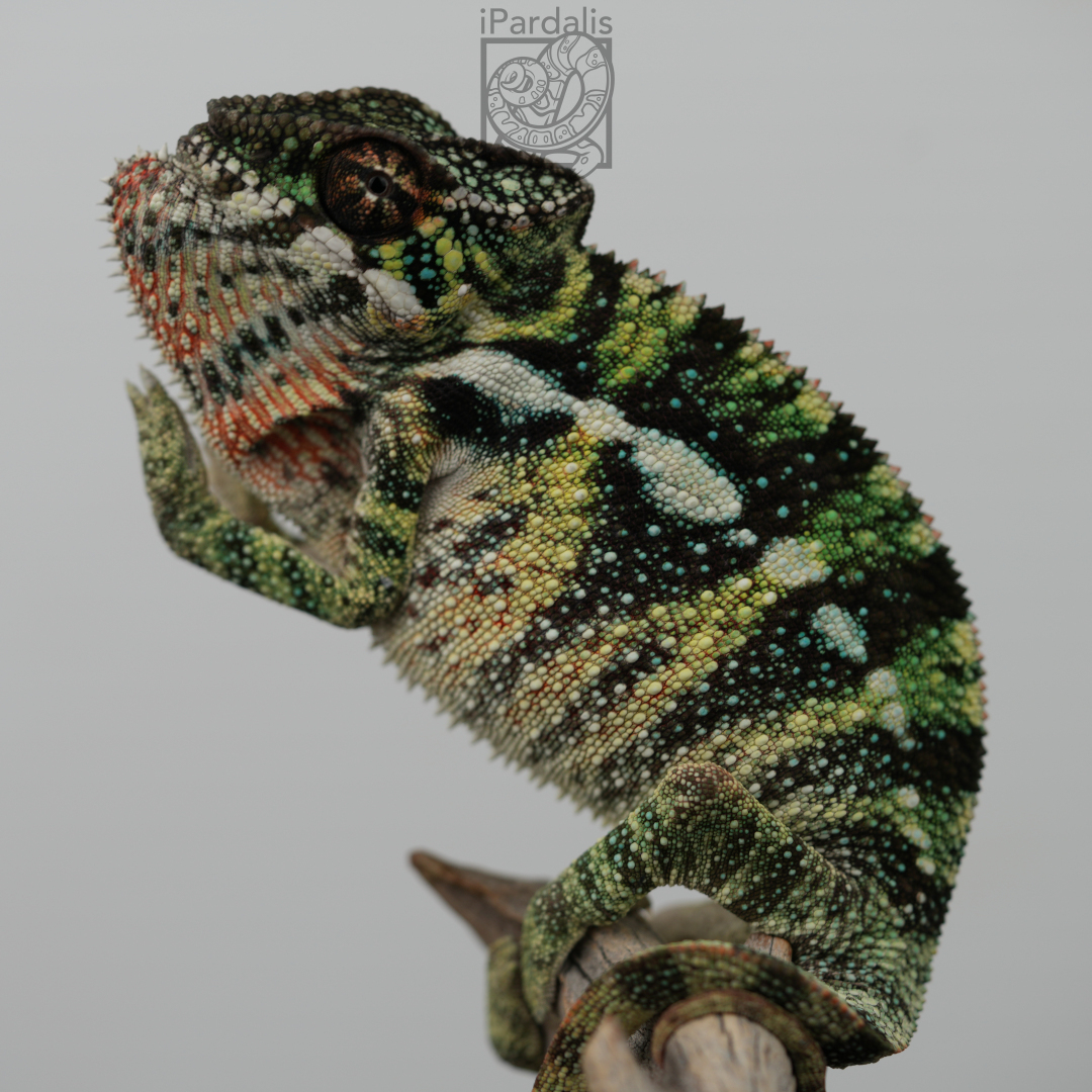 Panther Chameleon for sale: M4 - Papamavo x Lamba SOLD OUT