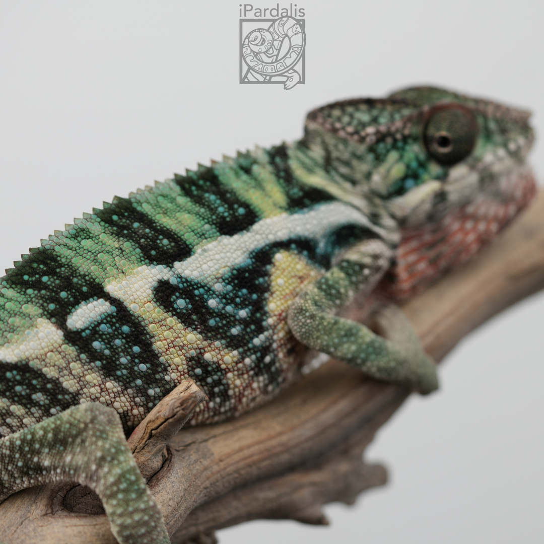 Panther Chameleon for sale: M5 - Papamavo x Lamba SOLD OUT