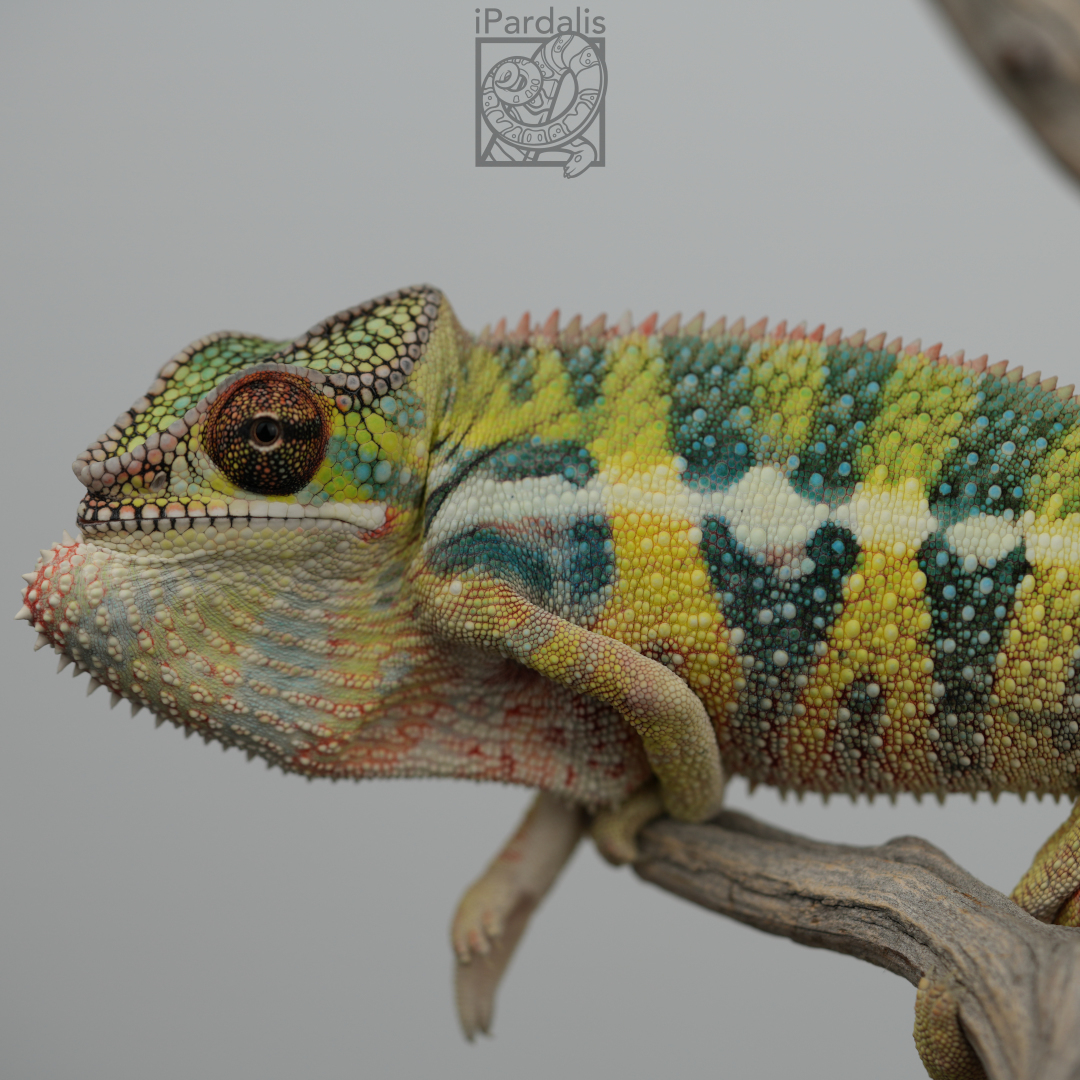 Panther Chameleon for sale: M1 - Haiyang x Volana SOLD OUT