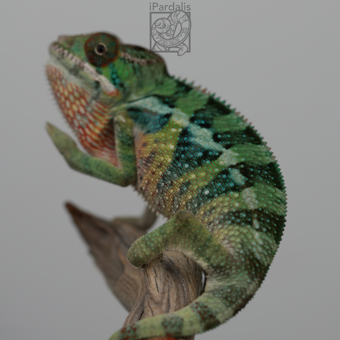 Panther Chameleon for sale: M3 - Haiyang x Volana SOLD OUT