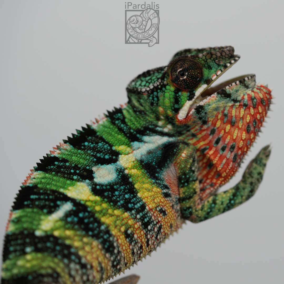 Panther Chameleon for sale: M4 - Haiyang x Volana SOLD OUT