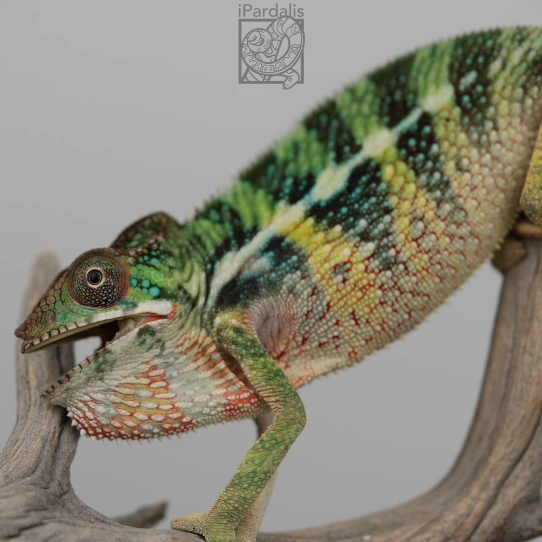 Panther Chameleon for sale: M5 - Haiyang x Volana ($549 plus shipping)