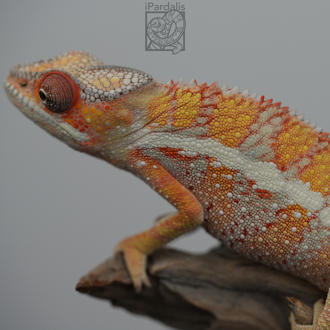 Panther Chameleon for sale: M6 - Haiyang x Volana SOLD OUT