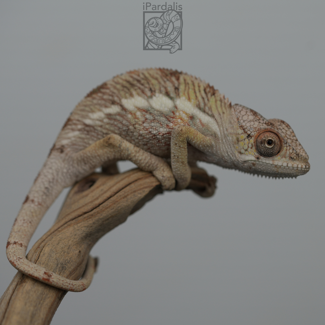 Panther Chameleon for sale: M7 - Haiyang x Volana SOLD OUT