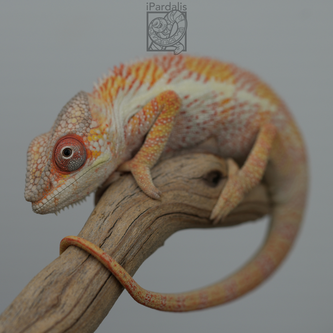 Panther Chameleon for sale: M8 - Haiyang x Volana SOLD OUT