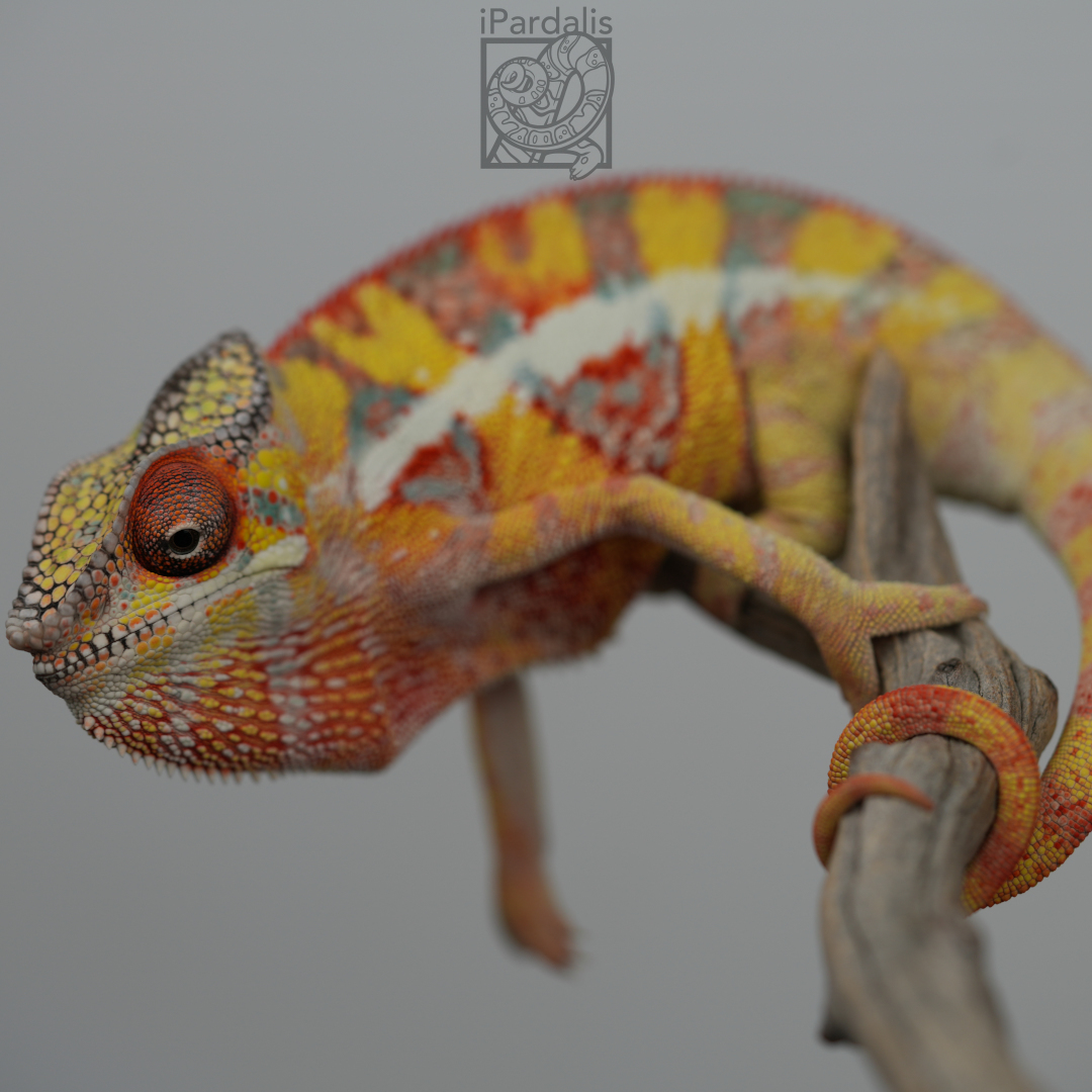 Panther Chameleon for sale: M1 - Zoltar x Tana SOLD OUT