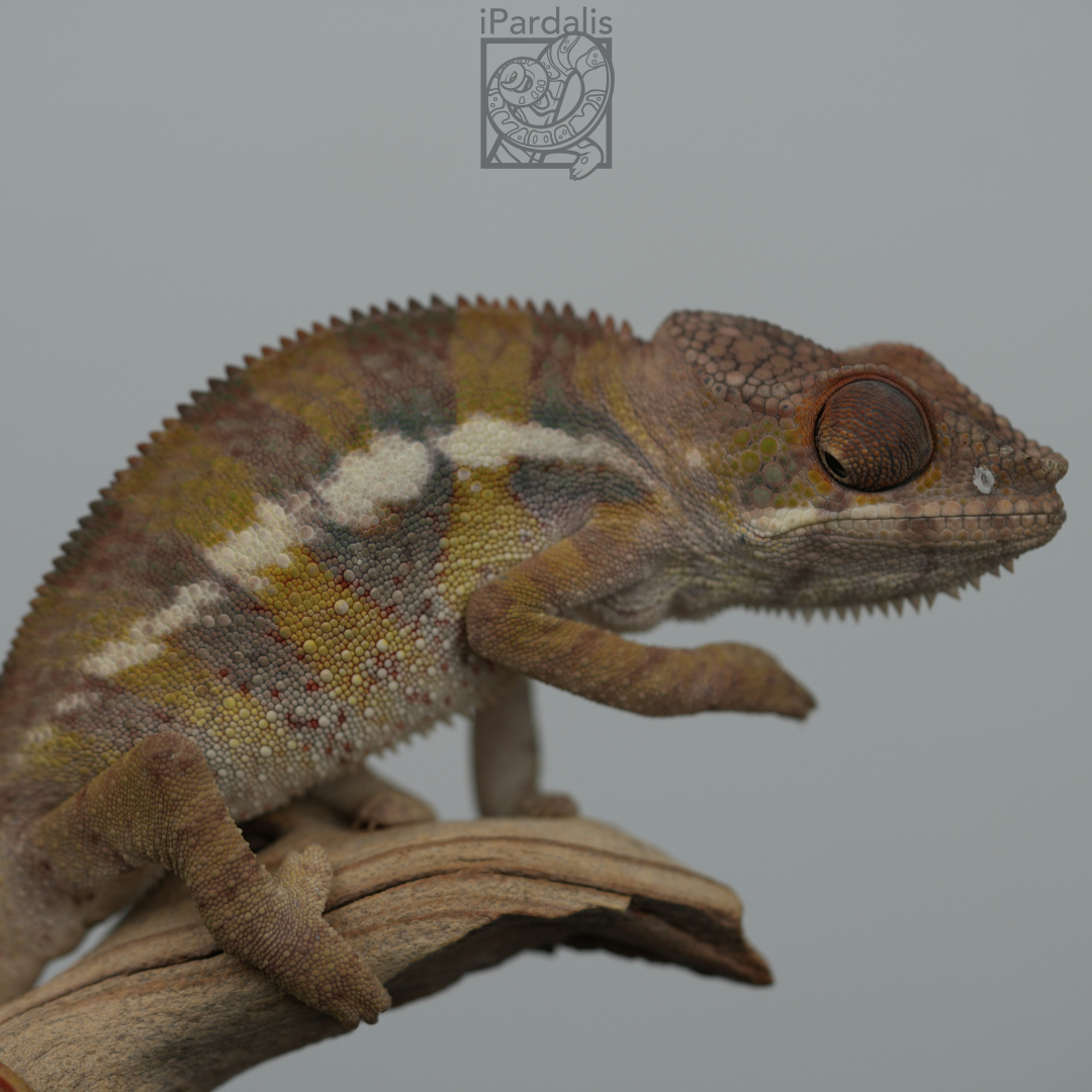 Panther Chameleon for sale: M2 - Zoltar x Tana SOLD OUT