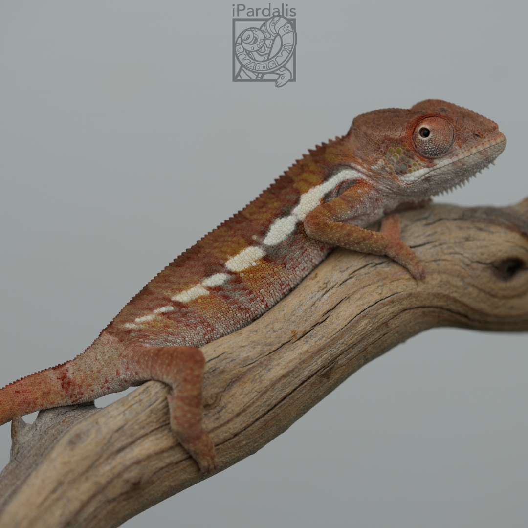 Panther Chameleon for sale: M3 - Zoltar x Tana ($499 plus shipping)