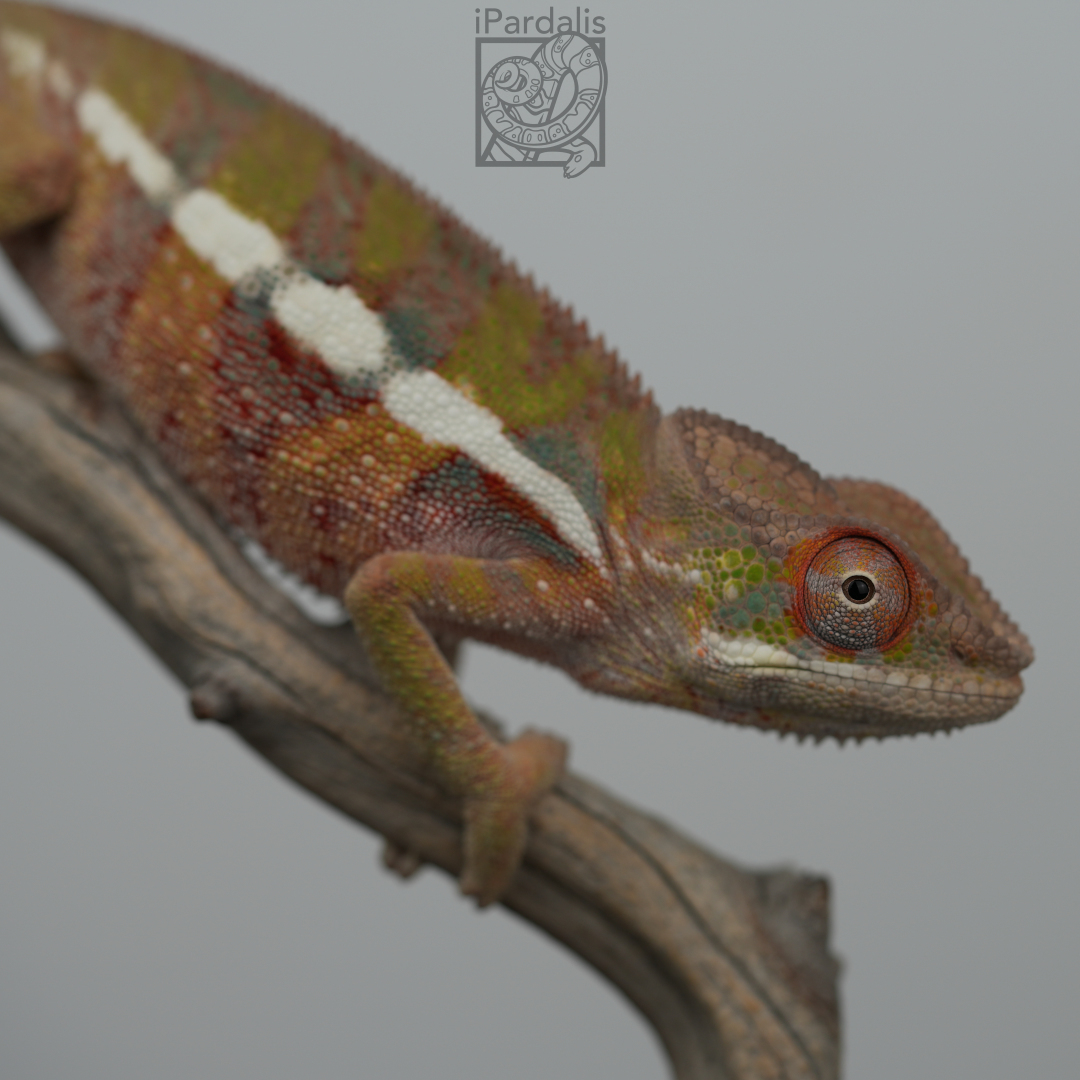Panther Chameleon for sale: M4 - Zoltar x Tana ($599 plus shipping)