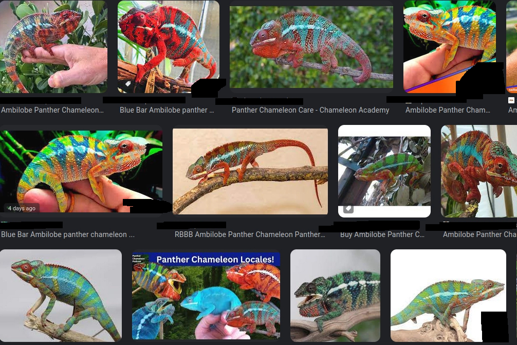 Results from Googling 'Ambilobe Panther Chameleon for sale'