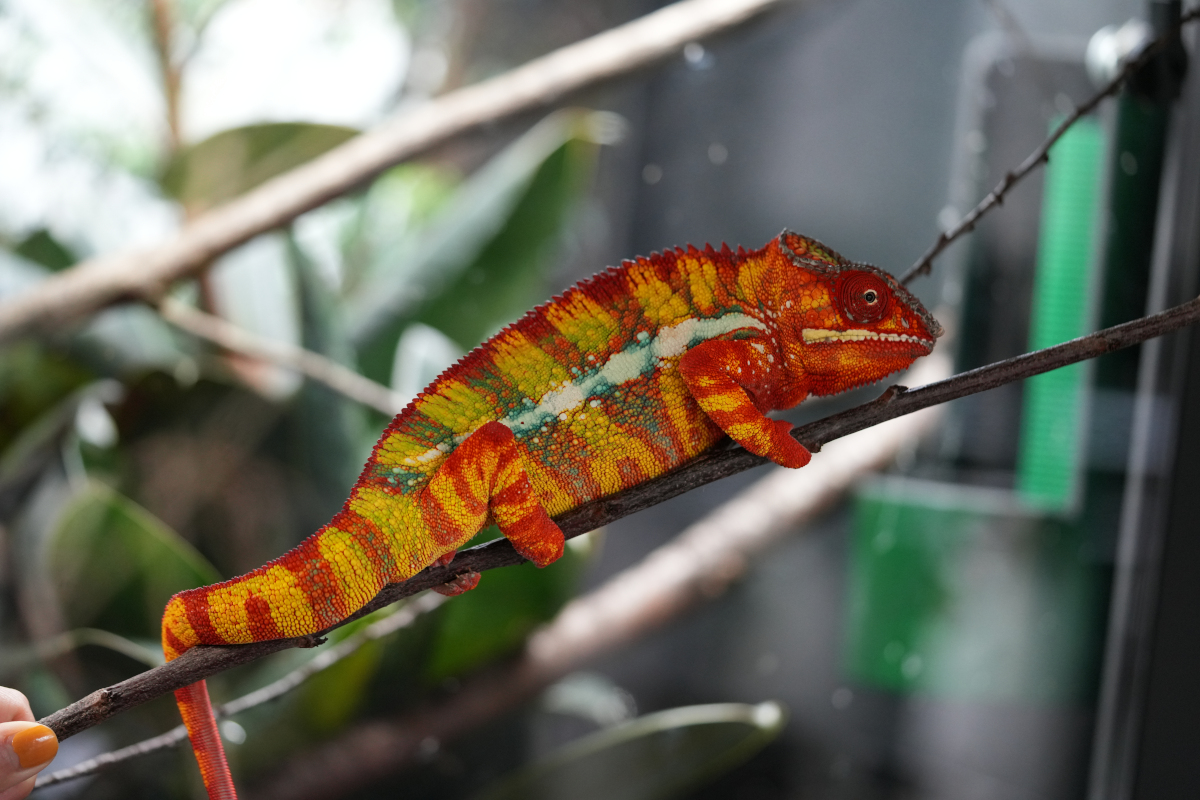 Panther Chameleon | Reptile Feeder Cups