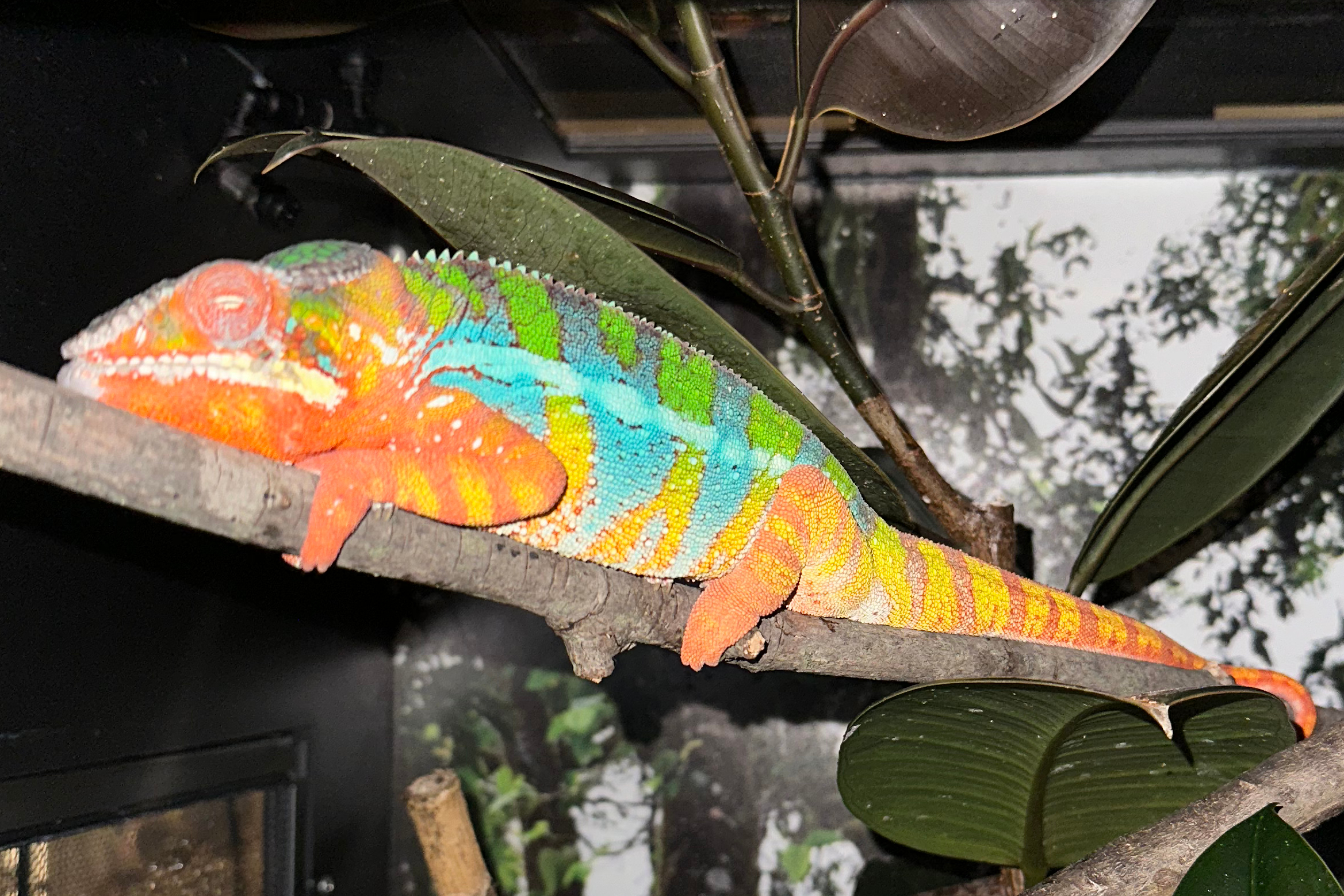 Panther Chameleon Sleeping | Chameleon Sleep Care Guide