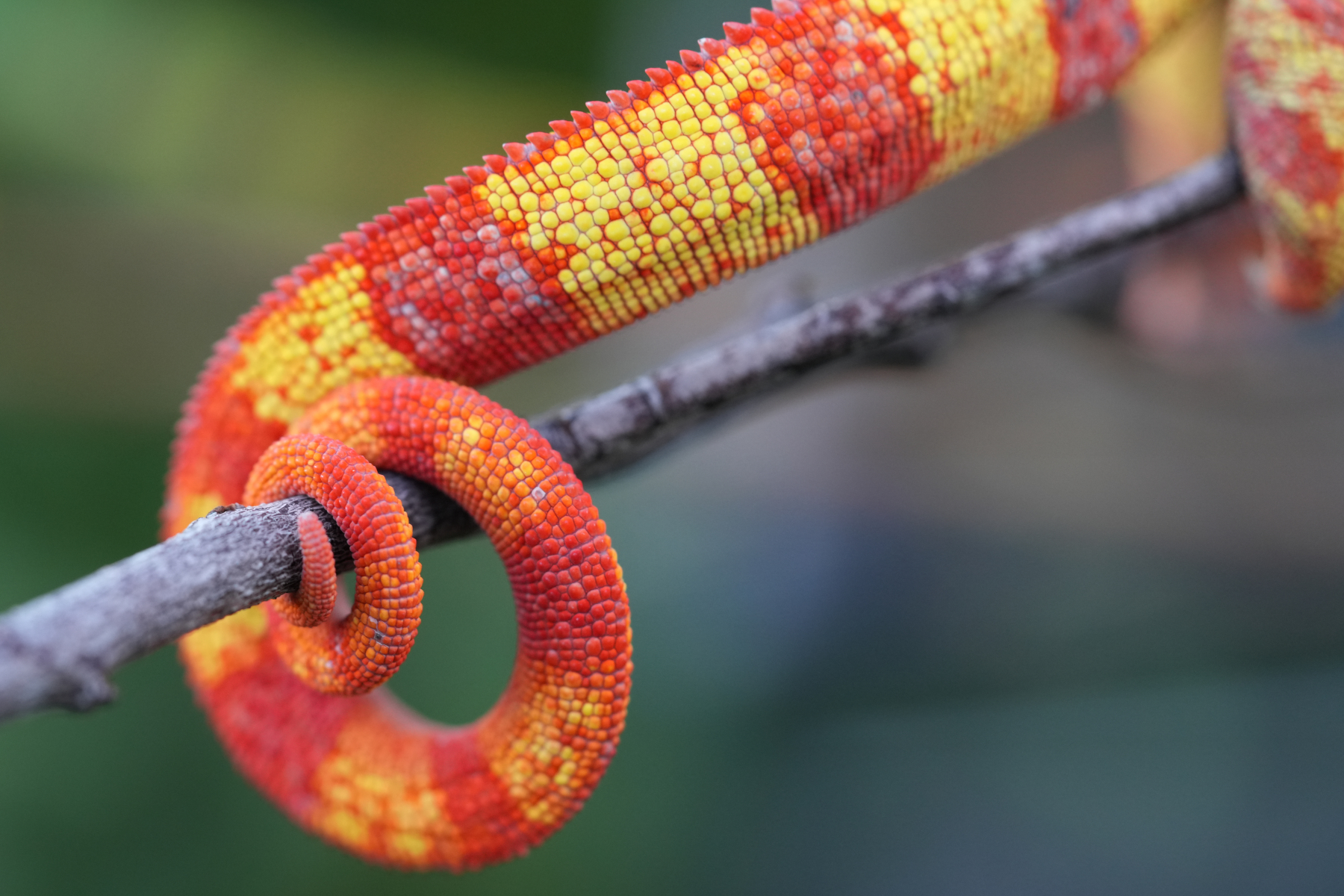 Reptiles Magazine | Natural History, Breeding and Care for Panther Chameleons