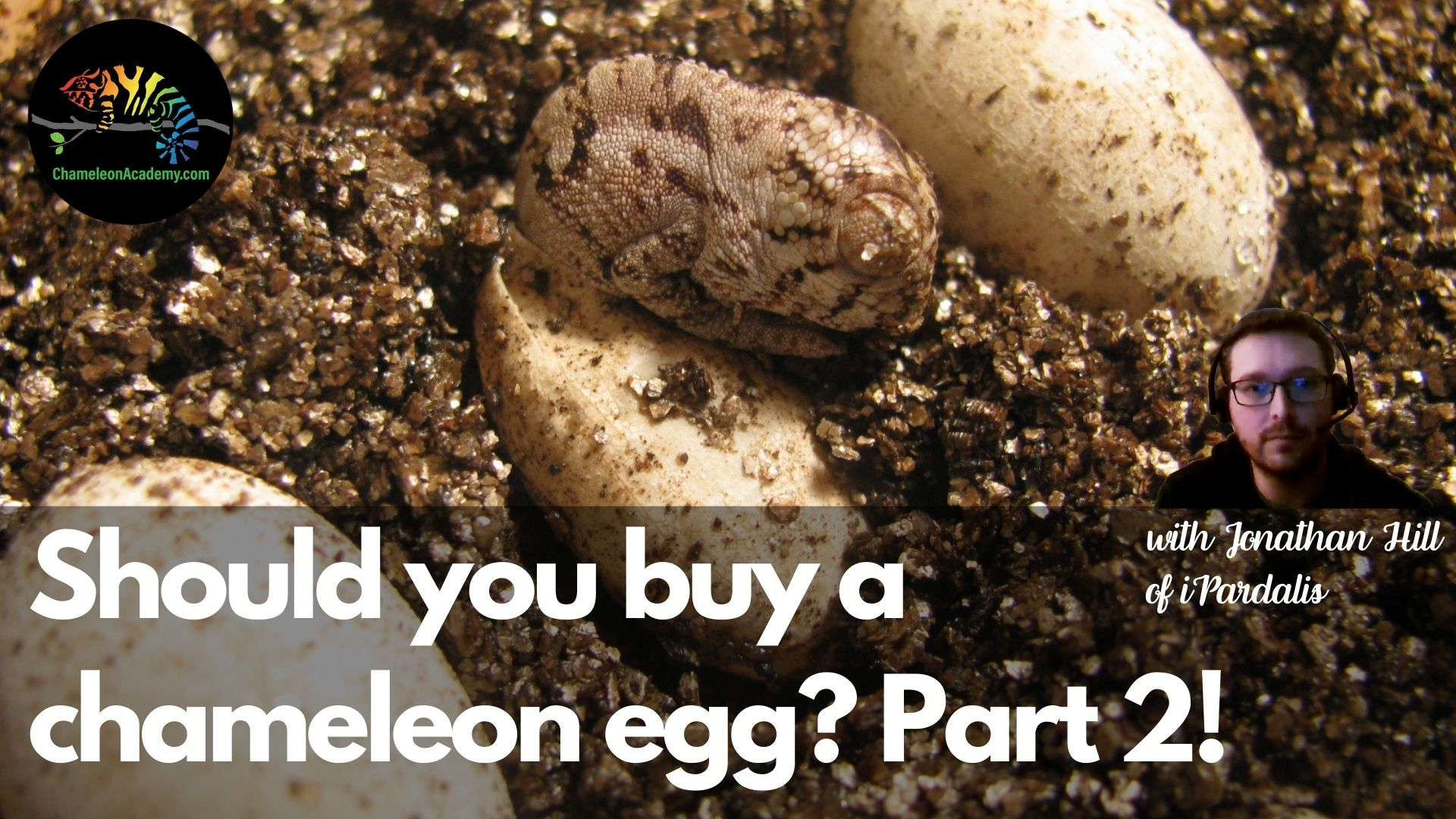 Chameleon Academy: Should You Buy a Chameleon Egg? Part 2 | Panther Chameleon