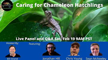 Chameleon Academy: Hatchling Care Panel Q & A | Panther Chameleon