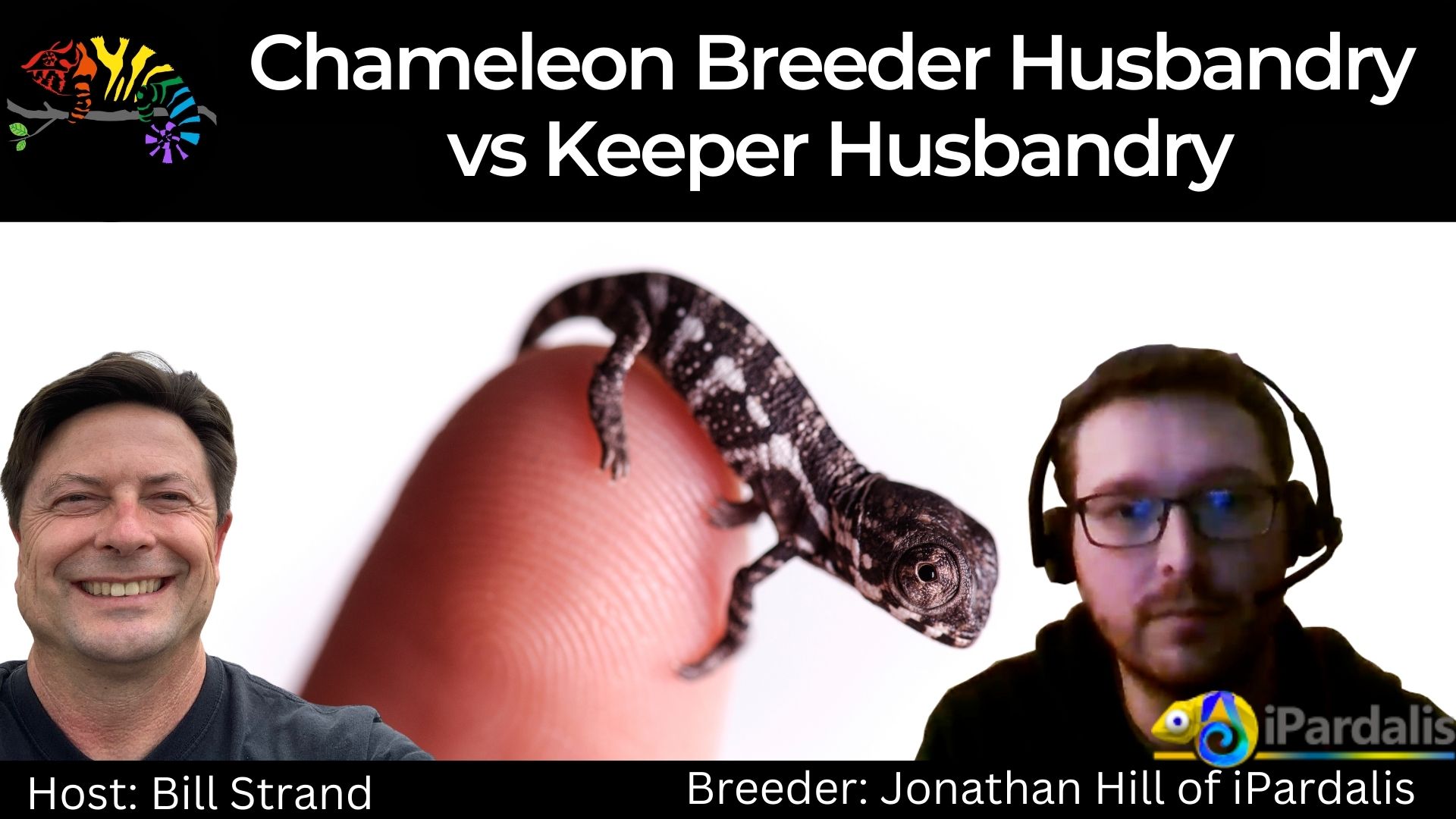 Chameleon Academy: Chameleon Breeder Husbandry vs Keeper Husbandry | Panther Chameleon