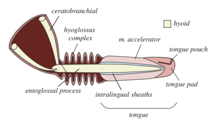 Anatomy of a Chameleon Tongue